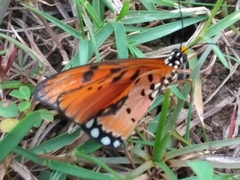 Acraea terpsicore
