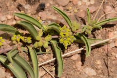 Raphionacme velutina