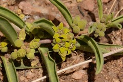 Raphionacme velutina