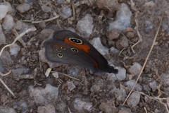 Stygionympha wichgrafi