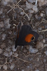 Stygionympha wichgrafi