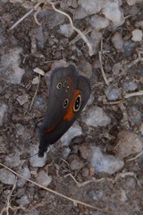 Stygionympha wichgrafi