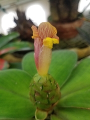 Costus malortieanus