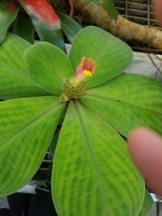 Costus malortieanus