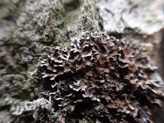 Physconia grumosa