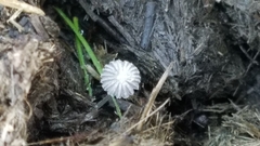 Coprinopsis stercorea