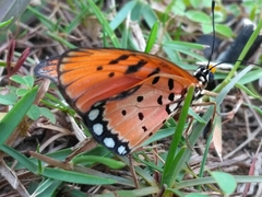 Acraea terpsicore