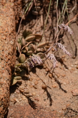 Adromischus umbraticola