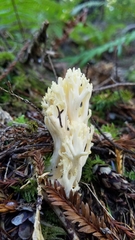 Ramaria cystidiophora