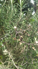 Linochilus rosmarinifolius