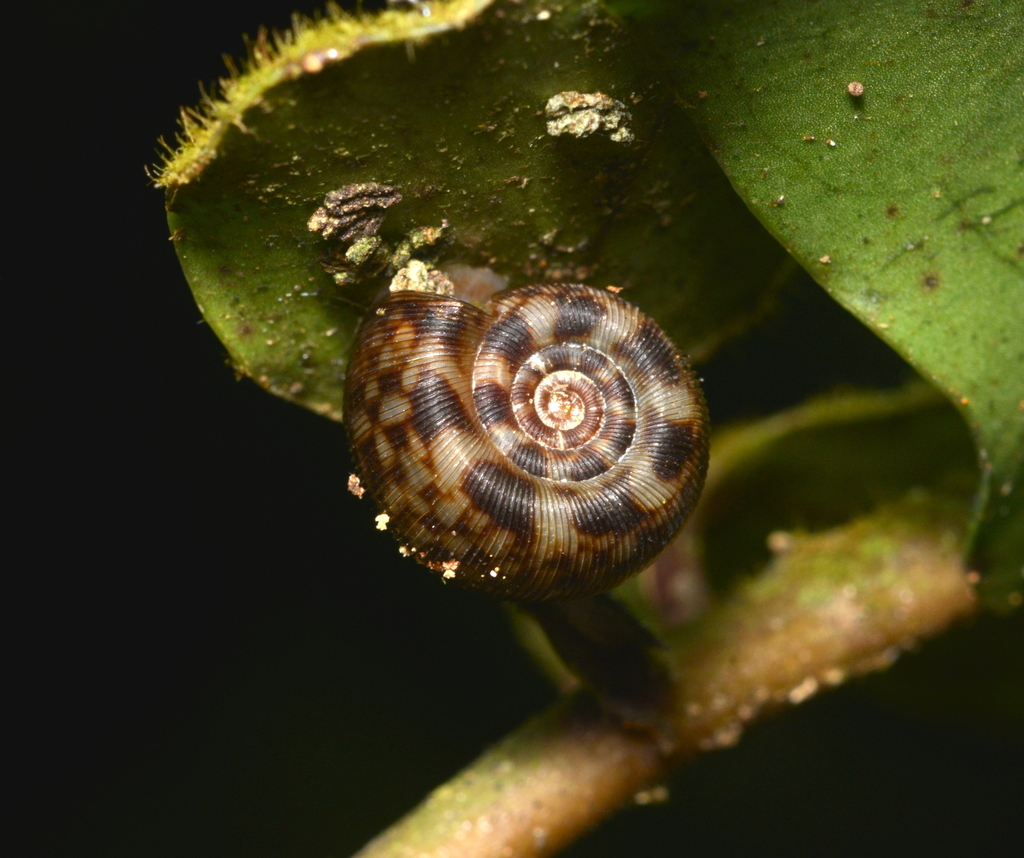 Monomphalus
