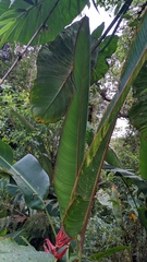 Heliconia lankesteri