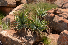 Aloe mutabilis