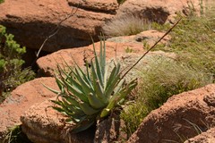 Aloe mutabilis