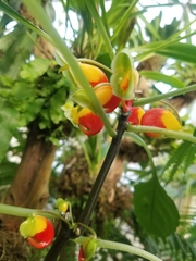 Impatiens niamniamensis
