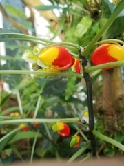 Impatiens niamniamensis
