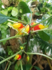 Impatiens niamniamensis