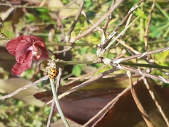 Harmonia axyridis