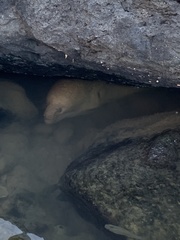 Gymnothorax javanicus