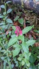 Scutellaria isocheila