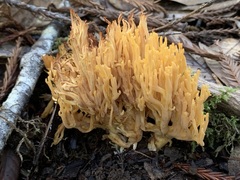Ramaria sandaracina