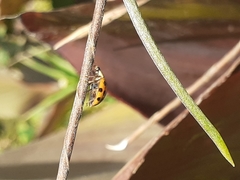 Harmonia axyridis