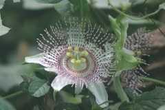Passiflora adenopoda