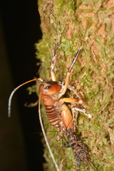 Beauveria malawiensis