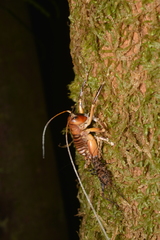 Beauveria malawiensis