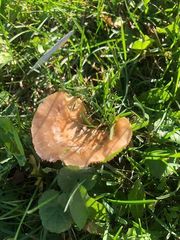 Infundibulicybe squamulosa