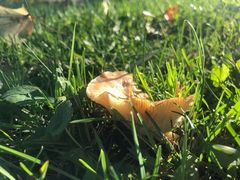 Infundibulicybe squamulosa