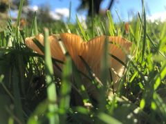 Infundibulicybe squamulosa