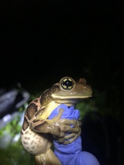 Trachycephalus imitatrix