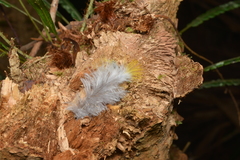 Drepanoptila holosericea