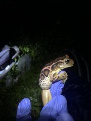 Trachycephalus imitatrix