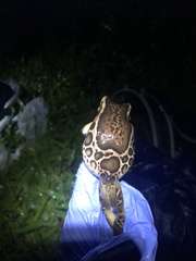 Trachycephalus imitatrix