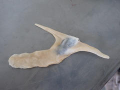 Malleidae