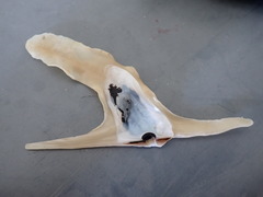 Malleidae