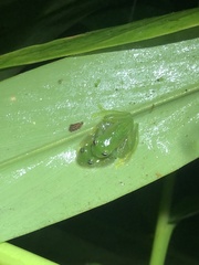 Vitreorana uranoscopa