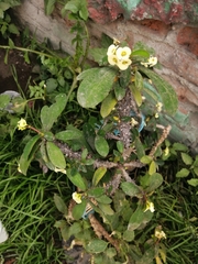 Euphorbia