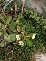 Euphorbia