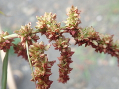Rumex sibiricus