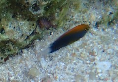 Pomacentrus chrysurus