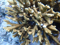 Montipora digitata