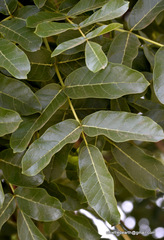 Kigelia