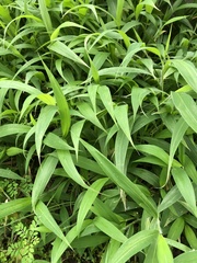 Setaria barbata