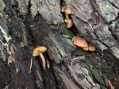 Gymnopilus rufescens