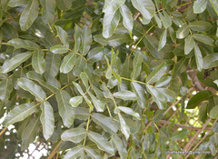 Kigelia