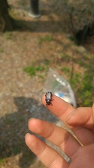 Clinterocera scabrosa