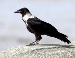 Corvus pectoralis